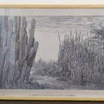 CACTUS GUATEMALA