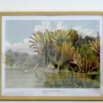 MADAGASCAR 40x50cm