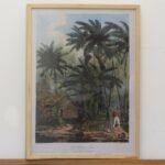 PLANTAIN TREE 42x55cxm