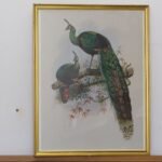 PAVO REAL 43x54cm